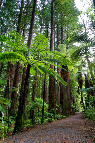 Redwood forest in Rotorua, New Zealand