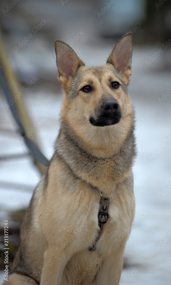 Half-breed sheepdog on a winter background