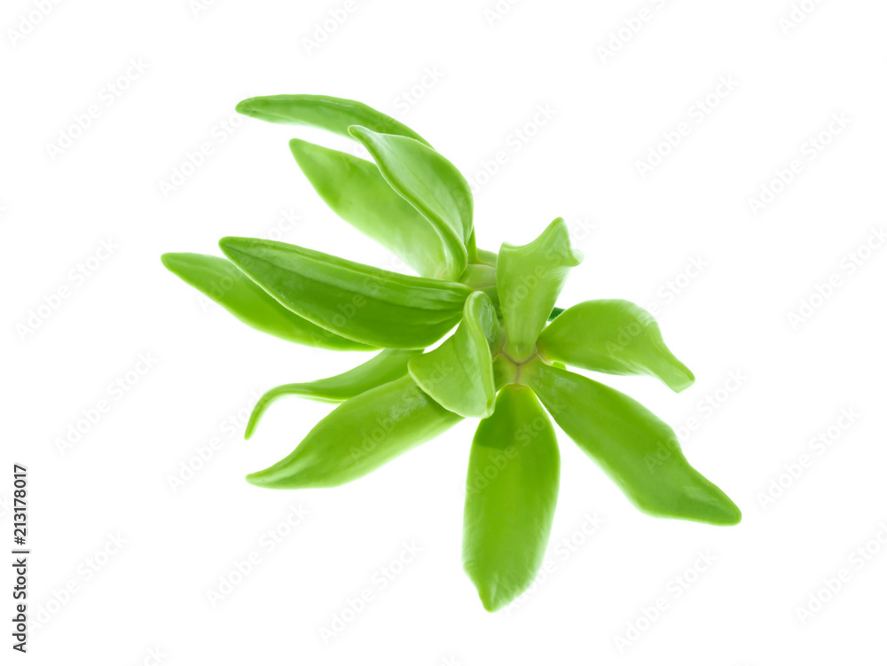 fragrant flowers of climbing ylang-ylang fragrant flowers of climbing ylang-ylang