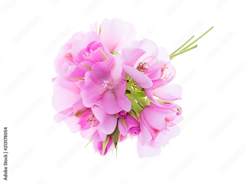 Close up of Pink Dombeya flower Close up of Pink Dombeya flower