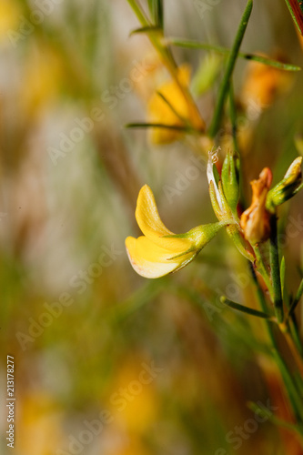 Rooibos flower photo