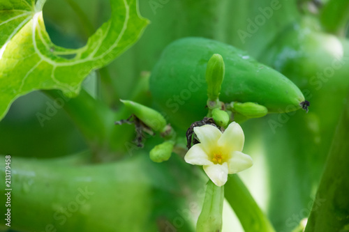 Papaya flower for health in gander.