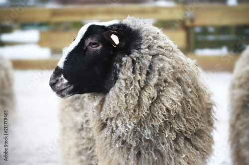 Portrait of Romanov breed sheep.