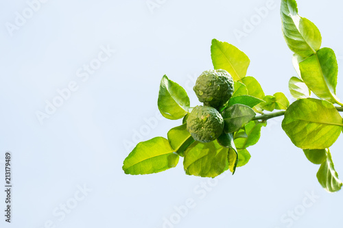 Lime or green lemon tree with blue sky background.