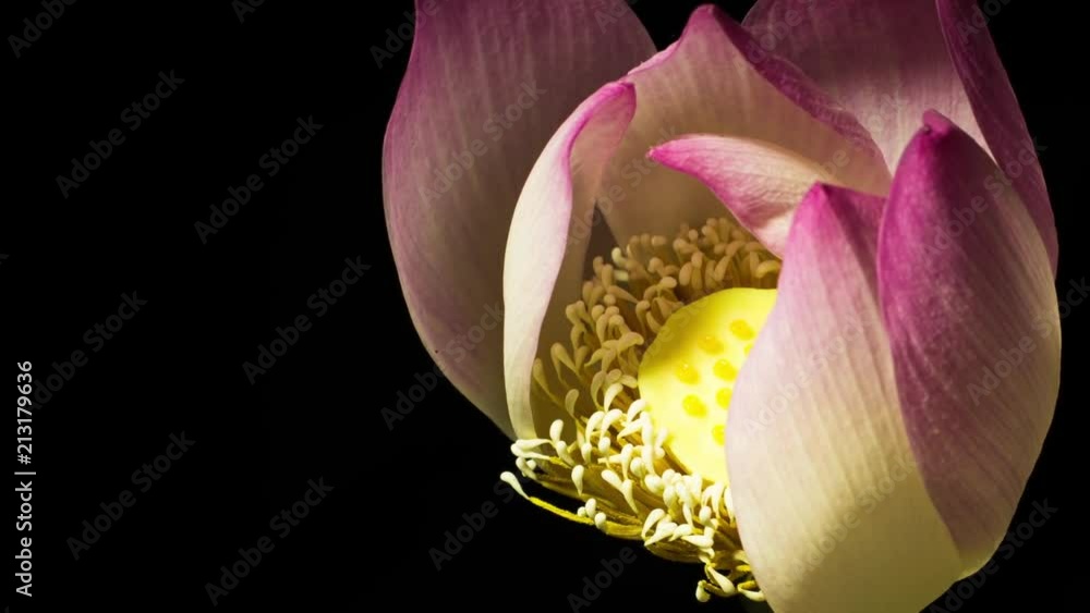Life cycle of the Lotus flower, the representing purity, peace, transcendence, enlightenment, rebirth, beauty, and fertility. Life cycle of the Lotus flower, the representing purity, peace, transcendence, enlightenment, rebirth, beauty, and fertility.