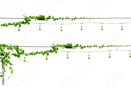Set of heart shape green leave climbing plant, vine, ivy hanging with light bulb isolated on white background.beautiful nature frame idea concept.