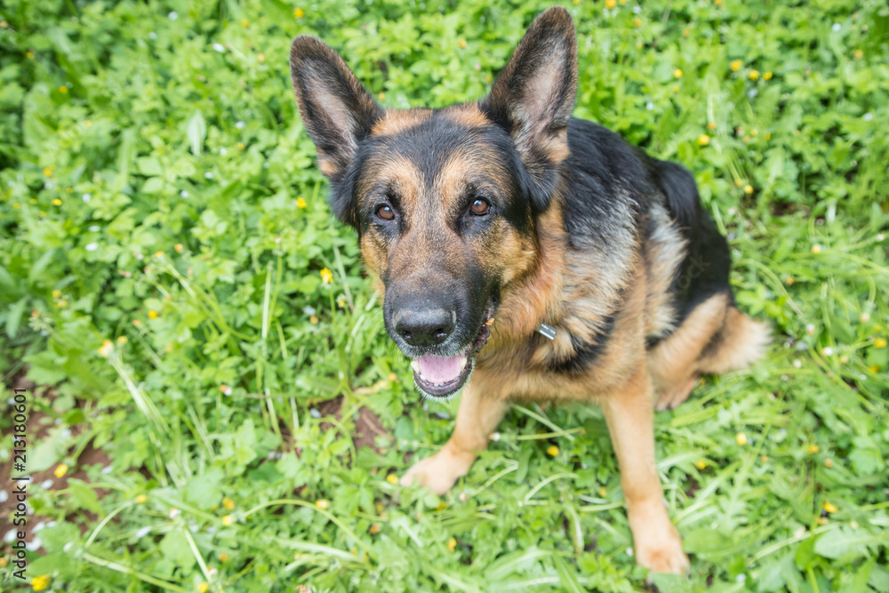 Dog German Shepherd on green grass Dog German Shepherd on green grass