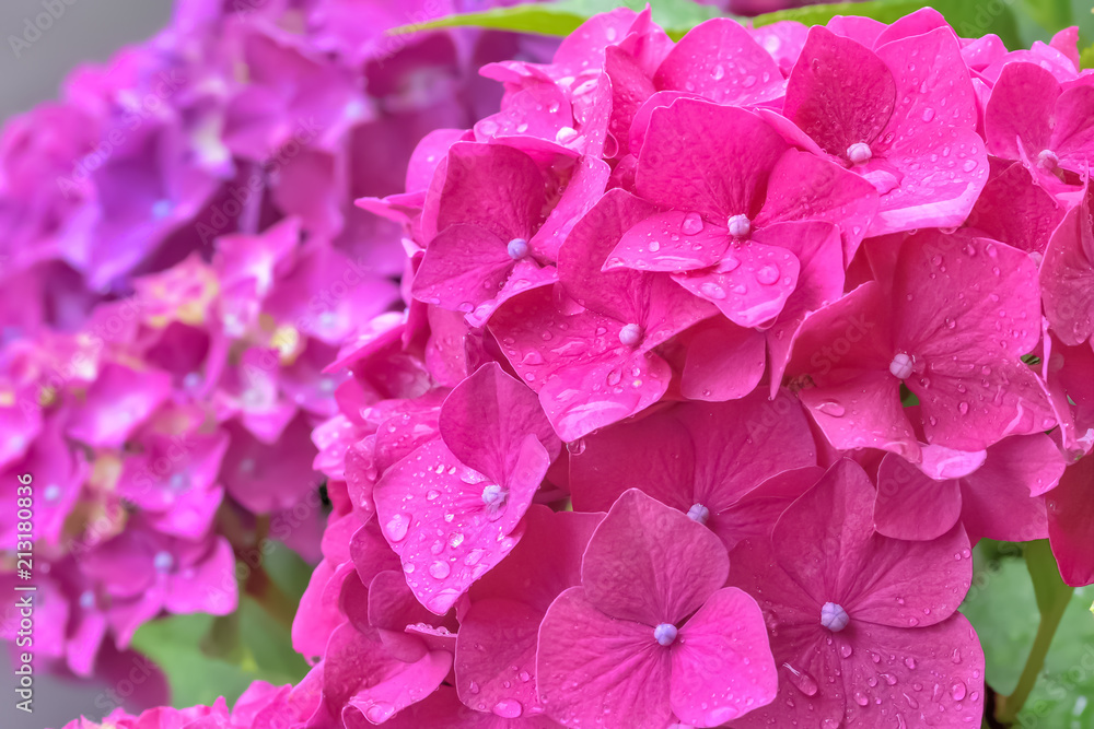 雨上がりの紫陽花 Hydrangea 雨上がりの紫陽花 Hydrangea