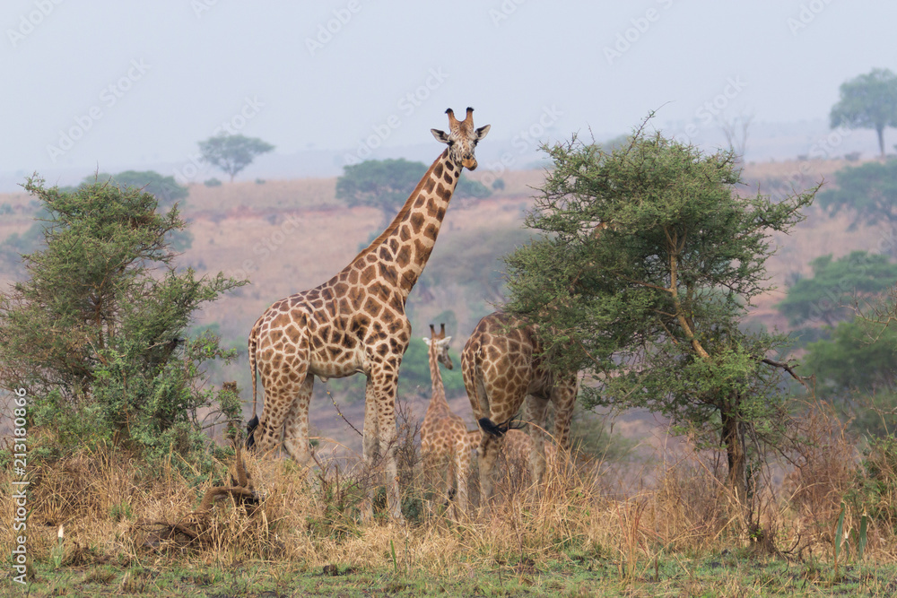 Obraz premium Uganda