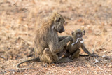 Olive Baboons eating