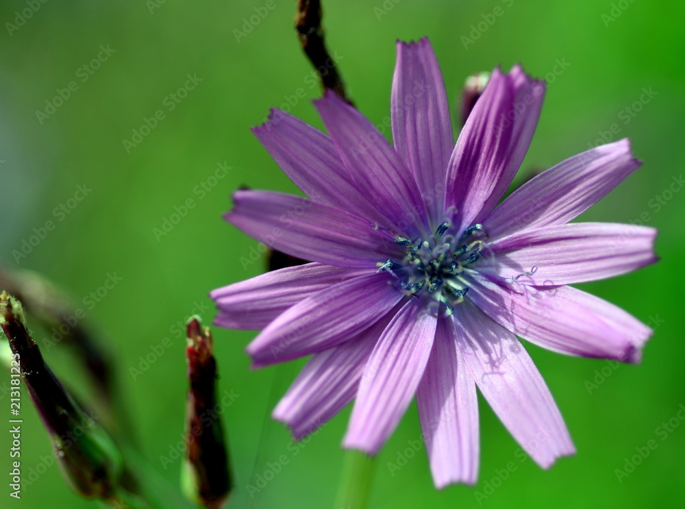 Obraz premium Einzelne ila Blüte