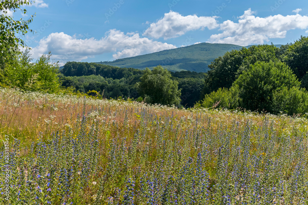 A huge number of small wildflowers against the backdrop of green trees and mountains