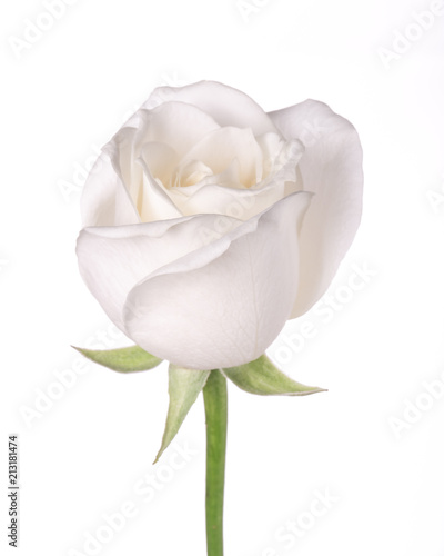 single white flower rose