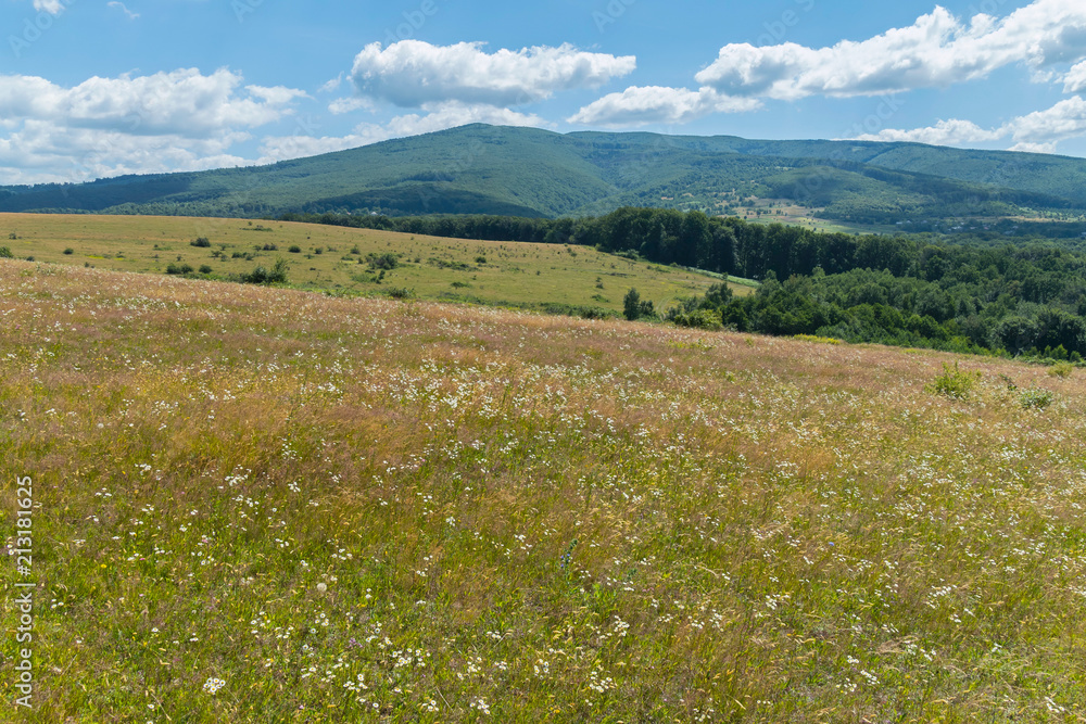 carpet of wild flowers and far away mountain slopes