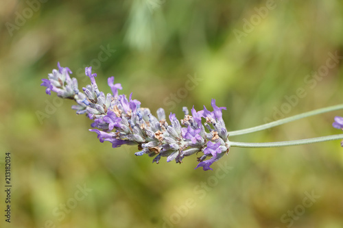 Fototapeta Naklejka Na Ścianę i Meble -  Brin de lavande dans un jardin