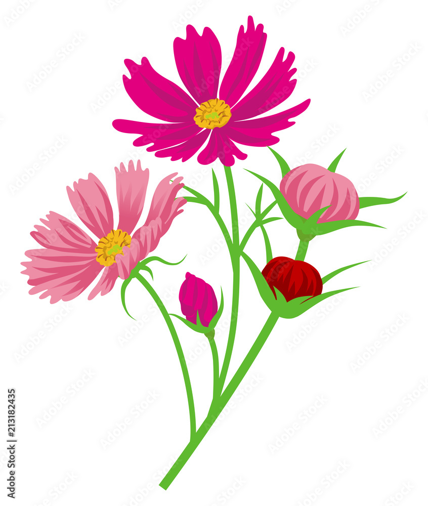 Cosmos flowers and buds clip art Stock Vector | Adobe Stock