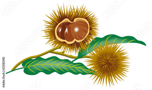 Chestnut branch clip art