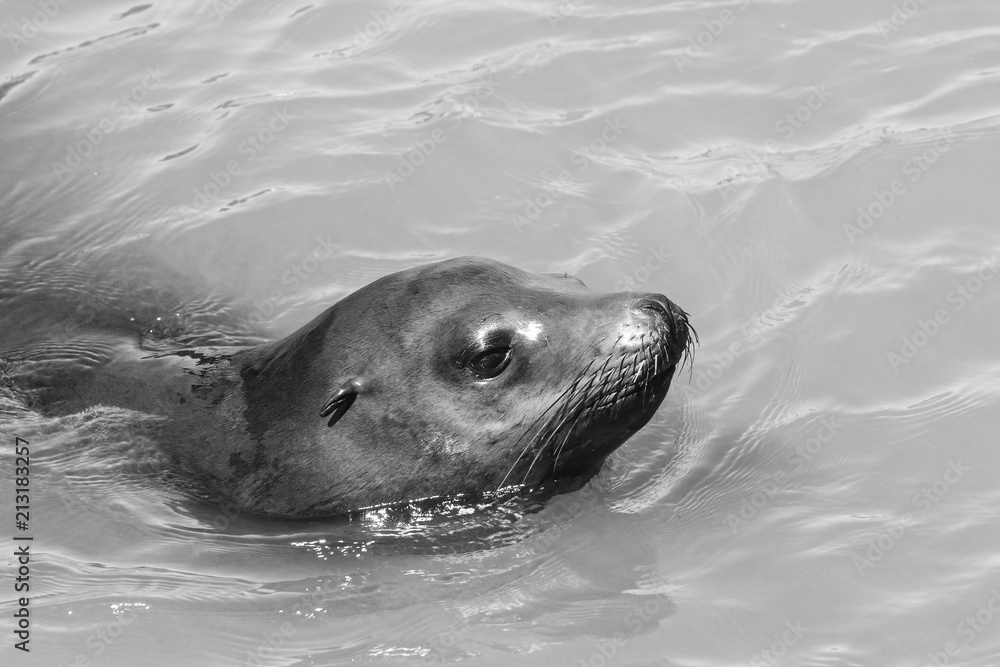 Obraz premium A sea lion swims past the pier and looks out of the water. Sea Lions at San Francisco Pier 39 Fisherman's Wharf has become a major tourist attraction.