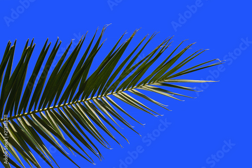 Wallpaper Mural Leaf of tropical palm Torontodigital.ca