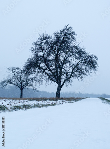 Lonely apple tree in the snow