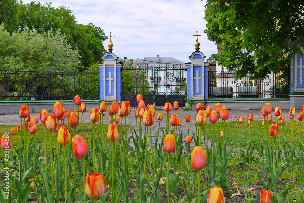 A flowerbed with tulips on high legs against the backdrop of the gate at the entrance to the church