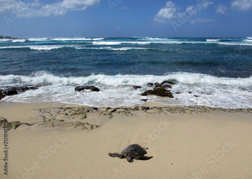 Turtle rest on beach in the North Shore © Eric BVD