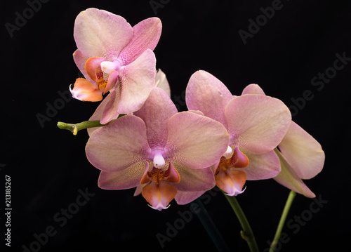 Fototapeta Naklejka Na Ścianę i Meble -  Pastel orchid flower isolated on black background