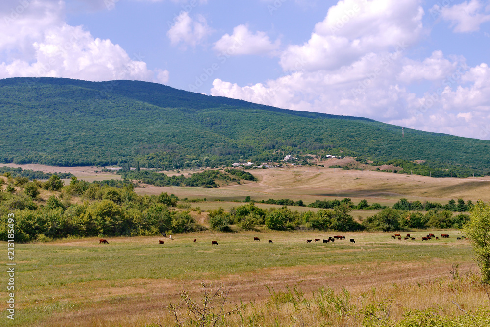 The green meadow with grazing cows and the beautiful gentle slopes of the mountains