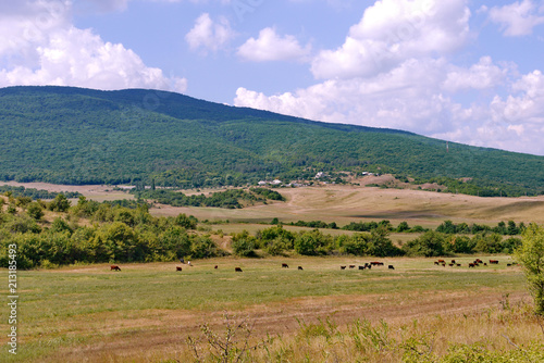 The green meadow with grazing cows and the beautiful gentle slopes of the mountains