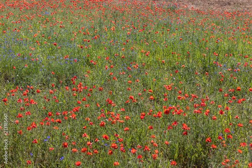 Fototapeta Naklejka Na Ścianę i Meble -  the picturesque landscape with red poppies among the meadow