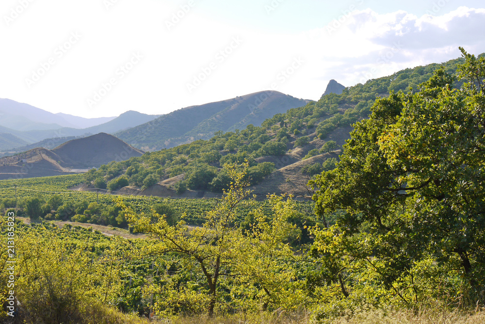 rows of a vine in a valley between mountains and hills with single-walled trees