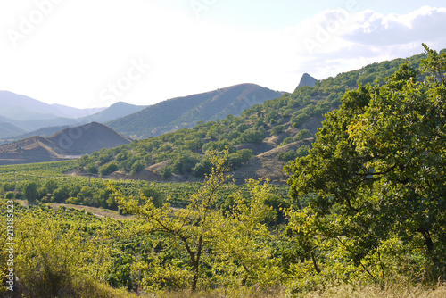 rows of a vine in a valley between mountains and hills with single-walled trees