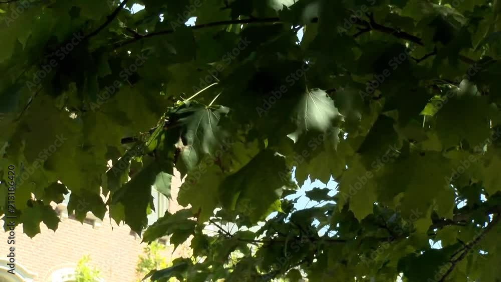 A gentle shot of leaves blowing in the wind. A great placement shot for a nature driven music video, or nature sequence. A gentle shot of leaves blowing in the wind. A great placement shot for a nature driven music video, or nature sequence.