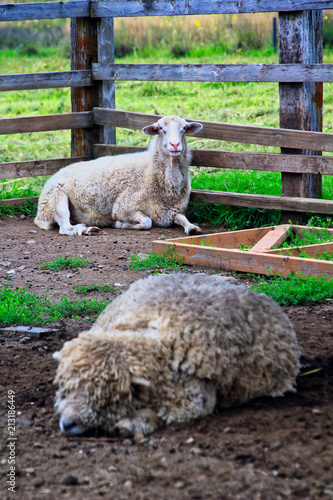 Domestic sheep are quadrupedal, ruminant mammal typically kept as livestock