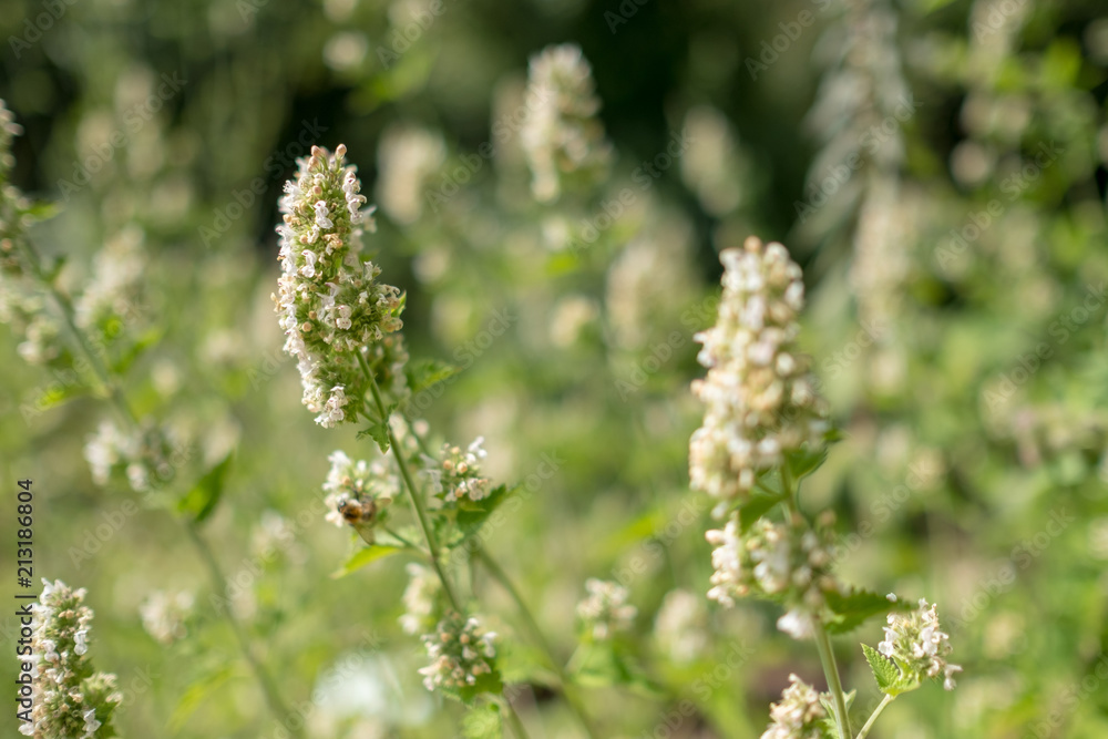 White flower