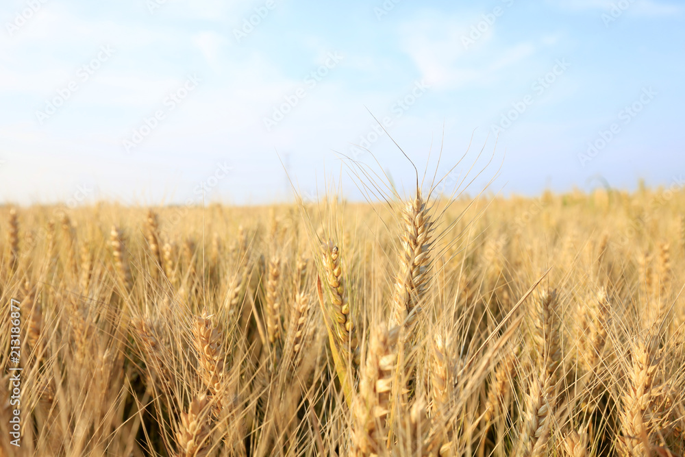 Fototapeta premium wheat mature