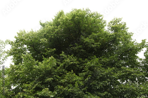 Tree Blowing in Wind