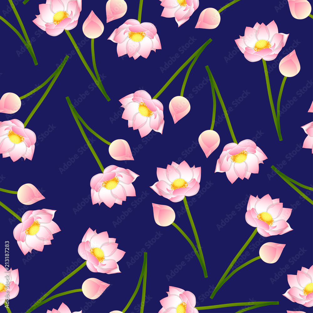 Obraz premium Pink Indian lotus on Navy Blue Background