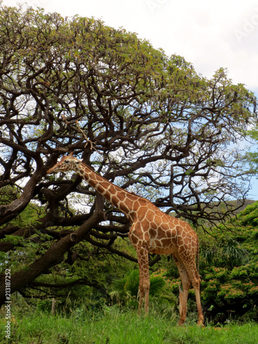 Giraffe at the Honolulu Zoo