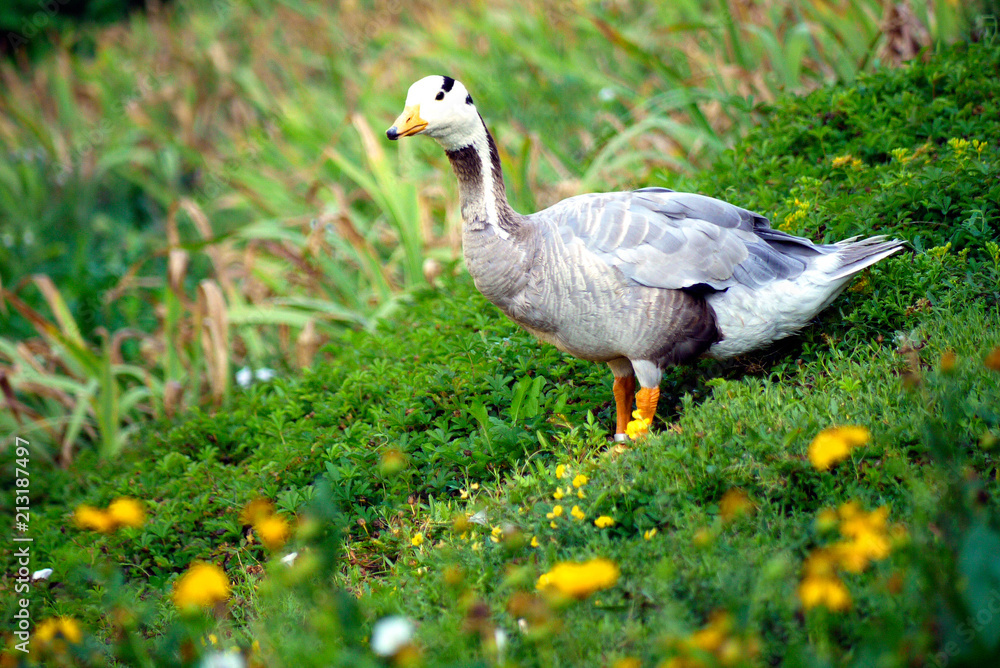 An interesting duck with a white head with a black stripe standing on a green carpet of grass with yellow flowers. An interesting duck with a white head with a black stripe standing on a green carpet of grass with yellow flowers.