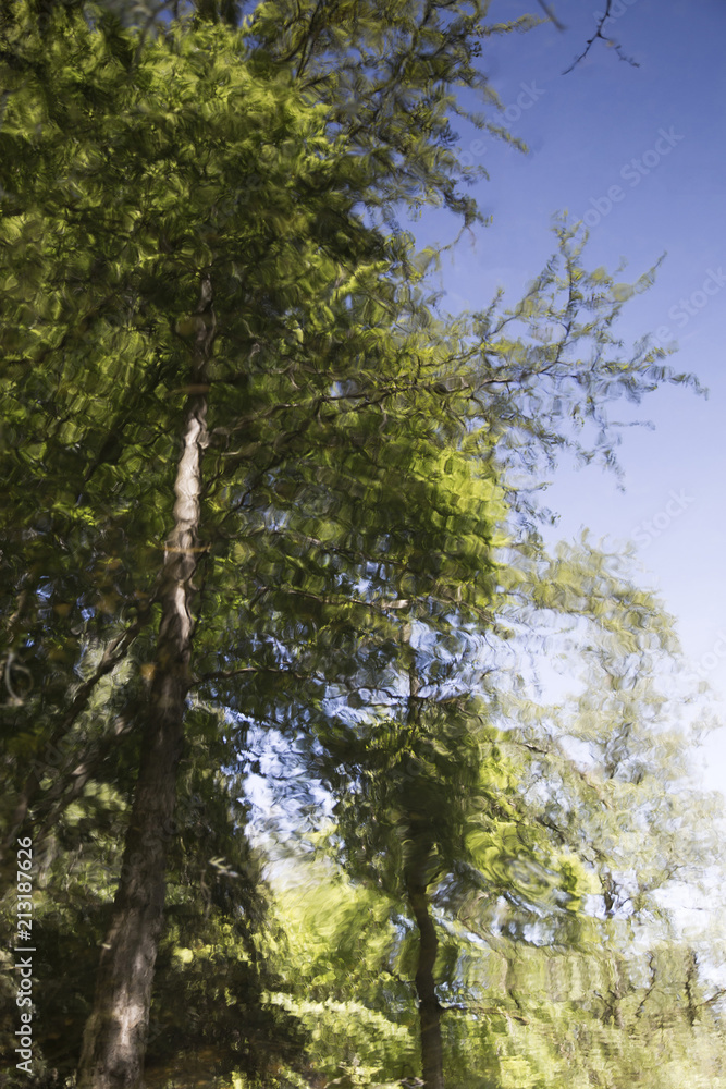 Fototapeta premium Forest Nature Reflection