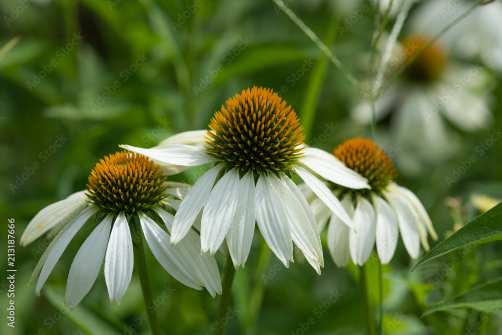 Obraz premium 白いエキナセアの花のアップ