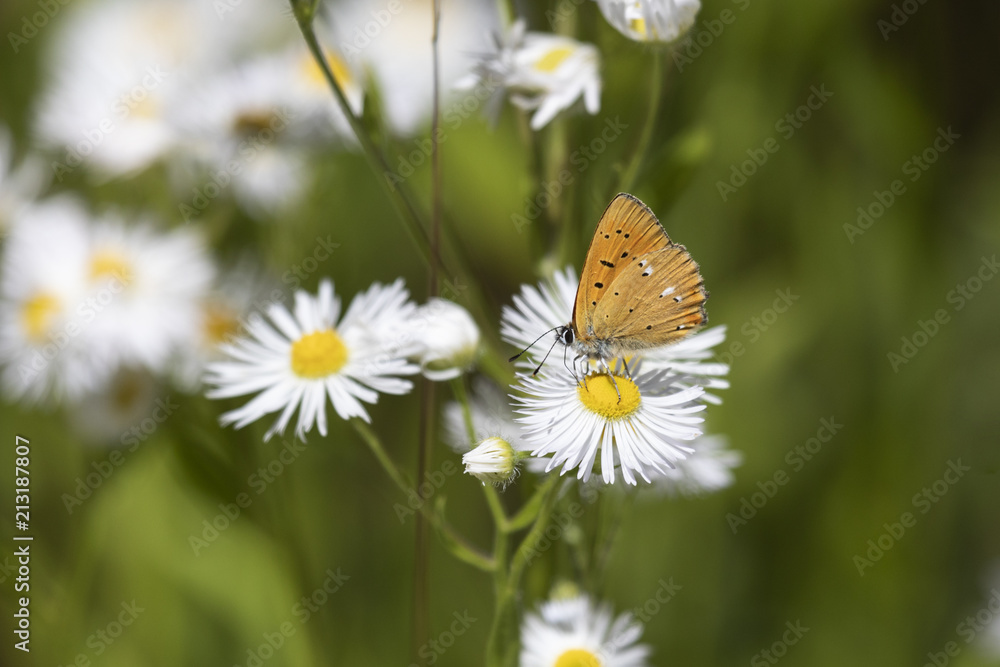 Dukatenfalter an weisser Margerite Dukatenfalter an weisser Margerite