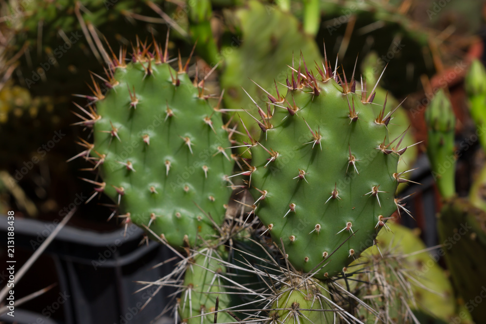 Composition of cactuses Composition of cactuses