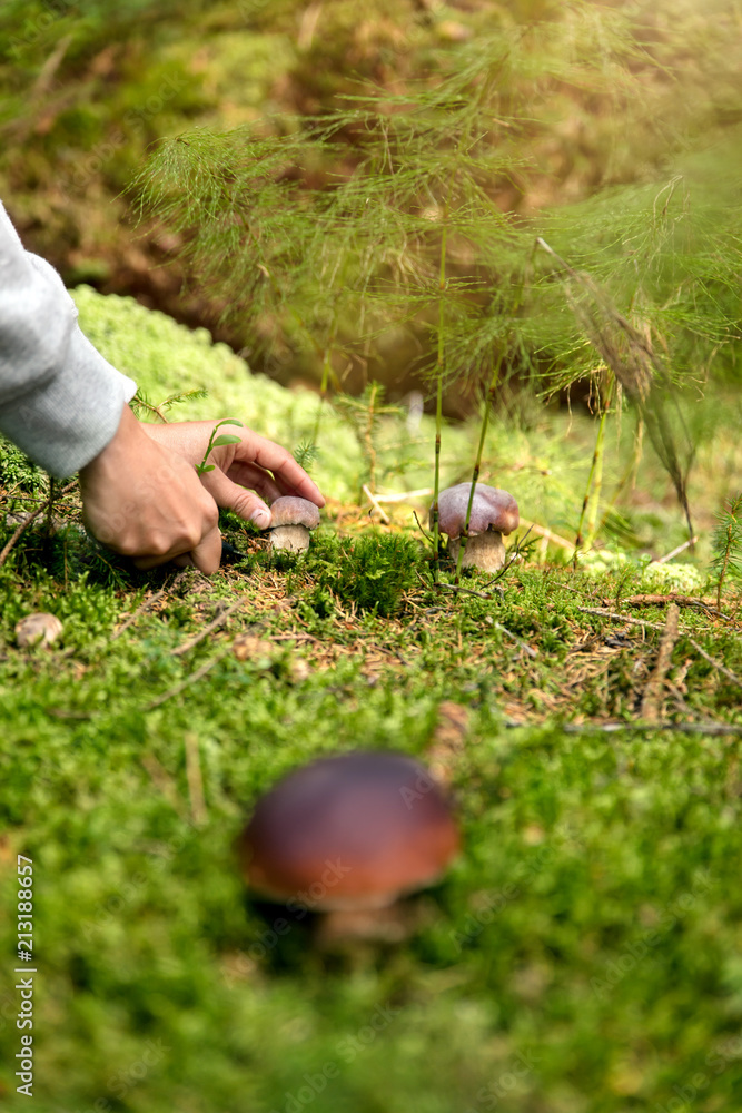 Steinpilze im Wald, Frau schneidet Steinpilz, Waldpilze suchen und finden Steinpilze im Wald, Frau schneidet Steinpilz, Waldpilze suchen und finden