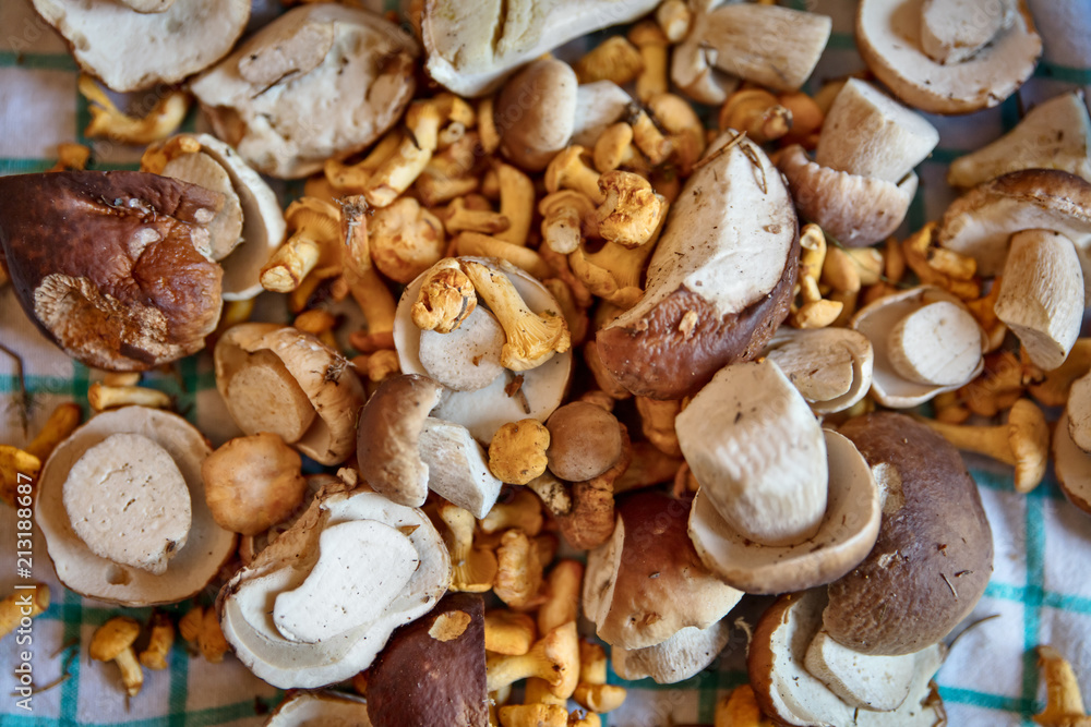Draufsicht von vielen Waldpilzen auf Tuch, Steinpilze und Pfifferlinge ...