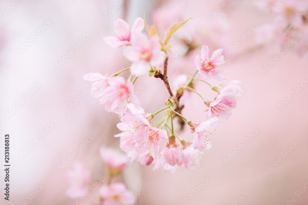 Cherry blossom flowers , sakura flowers in pink background vintage style Cherry blossom flowers , sakura flowers in pink background vintage style