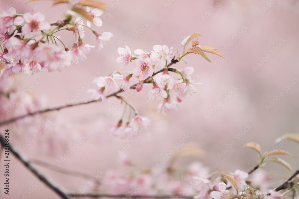 Cherry blossom flowers , sakura flowers in pink background vintage style Cherry blossom flowers , sakura flowers in pink background vintage style