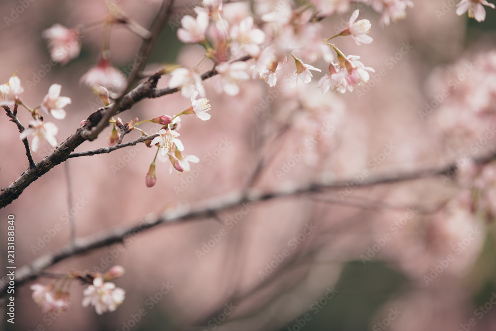 Cherry blossom flowers , sakura flowers in pink background vintage style Cherry blossom flowers , sakura flowers in pink background vintage style
