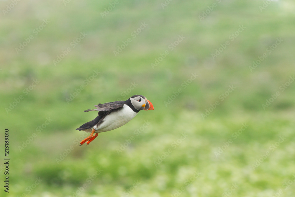 Obraz premium Atlantic Puffin (Fratercula arctica) in flight
